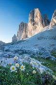 Mountain Aven beneath Tre Cime di Lavaredo, Sexten Dolomites, South Tyrol, Italy.