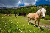 Haflinger horses in alpine pasture, Misurina, South Tyrol, Italy. image