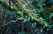 Forest foliage, Glencar, Co Kerry, Ireland.