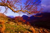 Branch of a hawthorn tree above Glencar, Co Kerry, Ireland. image