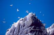 Gannets nesting on Small Skellig, Skellig Islands, Co Kerry, Ireland. image