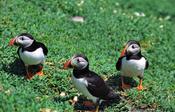 Puffins, Skellig Michael, Skelling Islands, Co Kerry, Ireland.
