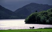 Jaunting car and Muckross Lake, Killarney National Park, Co Kerry, Ireland.