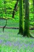 Spring bluebells carpet a woodland, Killarney National Park, Co Kerry, Ireland.