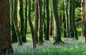 Beech trunks and bluebells, Killarney National Park, Co Kerry, Ireland. image