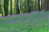 Spring bluebells carpet a woodland, Killarney National Park, Co Kerry, Ireland.