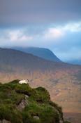Sheep looking across the Black Valley from Moll's Gap, County Kerry, Ireland.