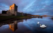Swans and dawn reflection of Ross Castle, Killarney National Park, County Kerry, Ireland.