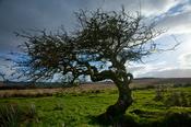 Old, twisted hawthorn, Tullyskeherny, Co Leitrim, Ireland.