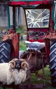 Ram and tractor, County Mayo, Ireland.