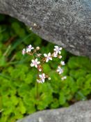 St Patrick's Cabbage (Saxifraga spathularis), Croaghaun, Achill Island, Co Mayo, Ireland.