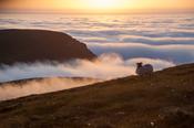 Sunset clouds and sheep, Glinsk mountain, North Mayo seacliffs, County Mayo, Ireland.