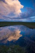 Evening bog pool reflections, Ballycroy National Park, County Mayo, Ireland.