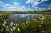 Bog pool surrounded by bog cotton, Kiltimagh, County Mayo, Ireland.