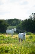 Connemara ponies in a summer meadow, County Mayo, Ireland.