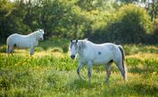 Connemara ponies in a summer meadow, County Mayo, Ireland.