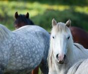 Connemara ponies, County Mayo, Ireland.