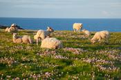 Sheep and lambs grazing among thrift, Downpatrick Head, County Mayo, Ireland.