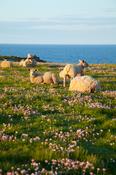 Sheep and lambs grazing among thrift, Downpatrick Head, County Mayo, Ireland.