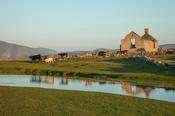Cows beside the deserted village of Inishkea South Island, County Mayo, Ireland. image