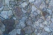 Lichen patterns on rock, County Mayo, Ireland.