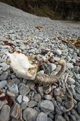 Sheep skull on Keel beach, Achill Island, County Mayo, Ireland.