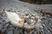 Sheep skull on Keel beach, Achill Island, County Mayo, Ireland.