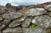 Ferns growing in a stone wall, Slievemore deserted village, Achill Island, County Mayo, Ireland. image
