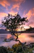 Lough Feeagh and hawthorn tree at sunset, Nephin Beg Mountains, Co Mayo, Ireland.