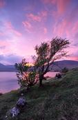 Lough Feeagh and hawthorn tree at sunset, Nephin Beg Mountains, Co Mayo, Ireland.