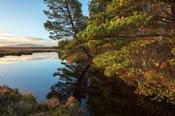 Reflection of autumn trees in a bog pool. Wild Nephin Wilderness Area. Ballycroy National Park, County Mayo, Ireland.