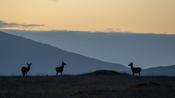 Deer silhouetted at dawn. Wild Nephin Wilderness Area, Ballycroy National Park, County Mayo, Ireland.