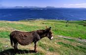 Donkey, Inishturk Island, Co Mayo, Ireland.