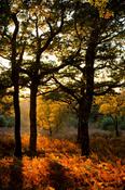 Evening light on autumn oak wood, Co Mayo, Ireland.