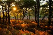 Evening light on autumn oak wood, Co Mayo, Ireland. image