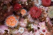 Sea anemones decorate a rock pool, Downpatrick Head, Co Mayo, Ireland.