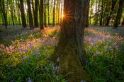 Evening sun and bluebell woodland, Cootehall, County Roscommon, Ireland. image