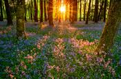 Evening sun and bluebell woodland, Cootehall, County Roscommon, Ireland. image
