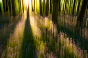 Impressions of bluebells, Cootehall, County Roscommon, Ireland. image