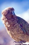 A Kea, the worlds only alpine parrot, New Zealand.