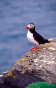 Puffin at Noup Head RSPB Reserve, Westray, Orkney Isles, Scotland.