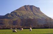 Sheep grazing beneath Benwiskin, Co Sligo, Ireland. image