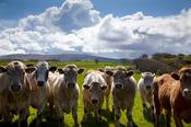 Curious cattle, Co Sligo, Ireland.