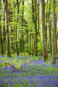 Bluebells carpet the forest floor, Hazelwood, Co Sligo, Ireland.