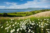 Ox-eye daisies above Sligo Bay, Co Sligo, Ireland.