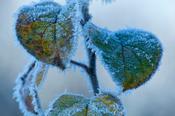 Frosted leaves in winter, Co Sligo, Ireland.