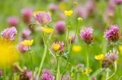 Red clover and buttercups, County Sligo, Ireland.