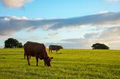 Evening cattle grazing in a field, County Sligo, Ireland.