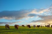 Evening cattle grazing in a field, County Sligo, Ireland.