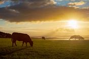 Cattle grazing in a field at sunset, County Sligo, Ireland. image